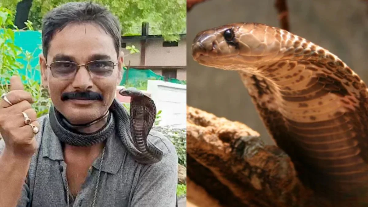 Snake Rescuer Death: जान ले रही सोशल मीडिया पर सांपों के साथ रील डालने की ‘सनक’, जिंदगी को दांव पर क्यों लगा रहे लोग?